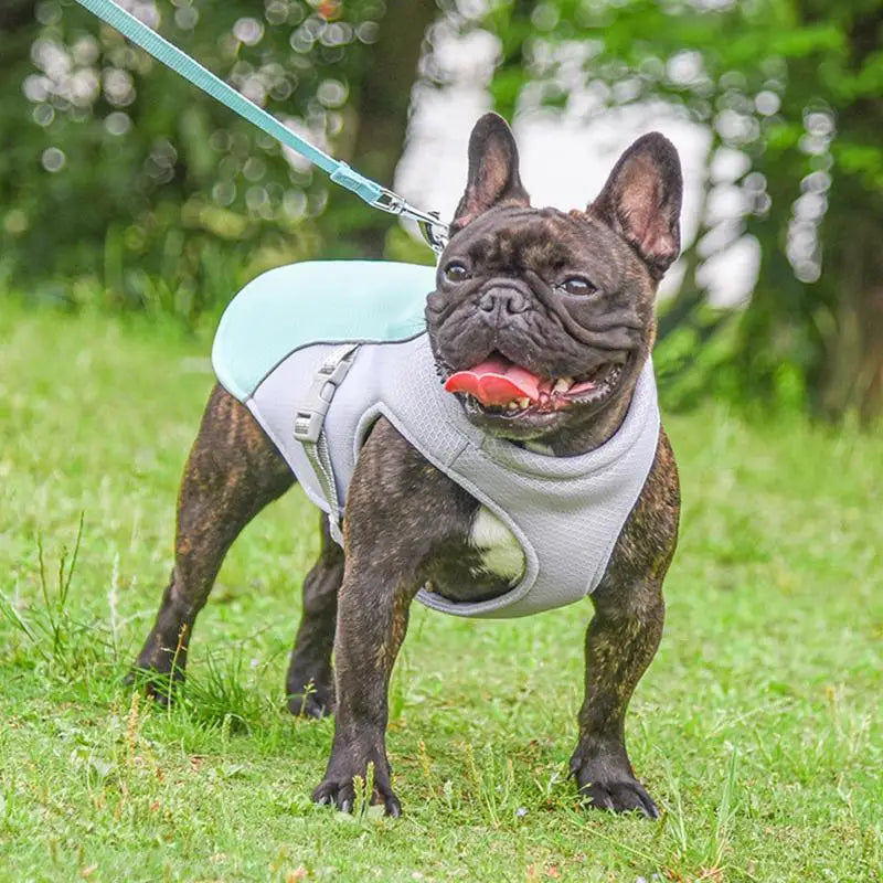 Pet Cooler Vest